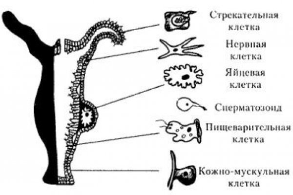 Кракен торговая площадка даркнет